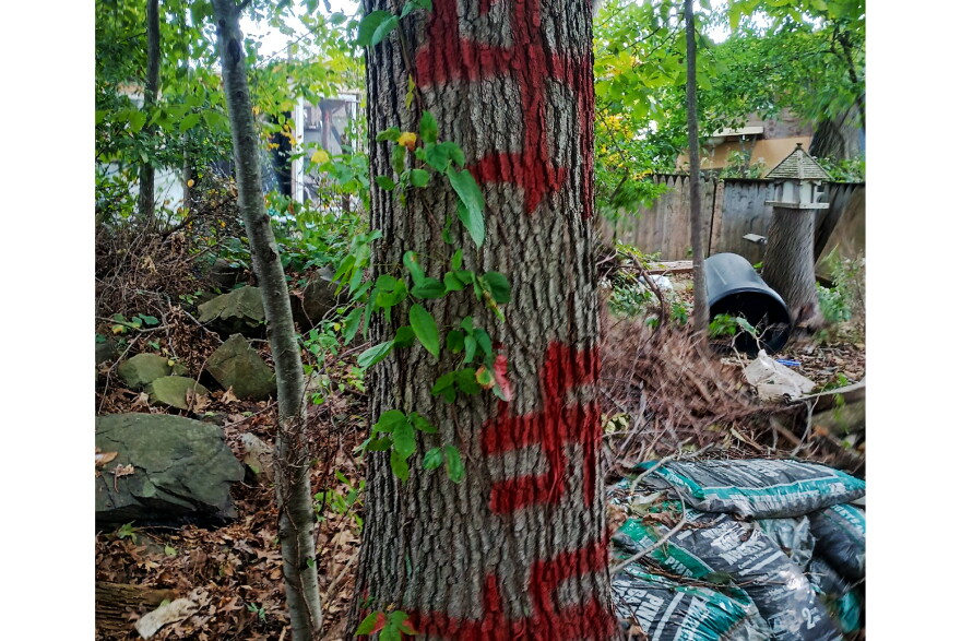 As of October 1st 2026, swastikas have been spray-painted on trees surrounding an encampment community in Milford, Connecticut.