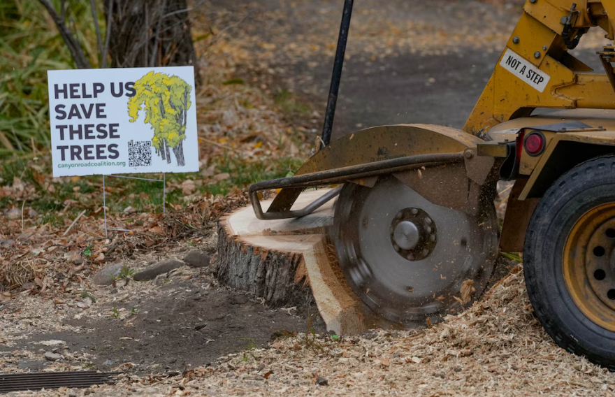 Crews cut down a stump from a century-old tree on Canyon Road that sits beside a protest sign reading “Help Us Save These Trees.”
