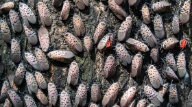 Hundreds of invasive spotted lanternflies (Lycorma delicatula) covering the trunk of their host tree, the tree of heaven (Ailanthus altissima) in Media, Pennsylvania, USA