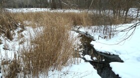 Wetland stream with snow on the banks and cattails and other brush surrounding it.