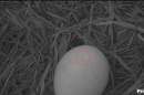 A pip in one of the eggs of North Fort Myers eagle pair F23 and M15 was seen early Wednesday morning.