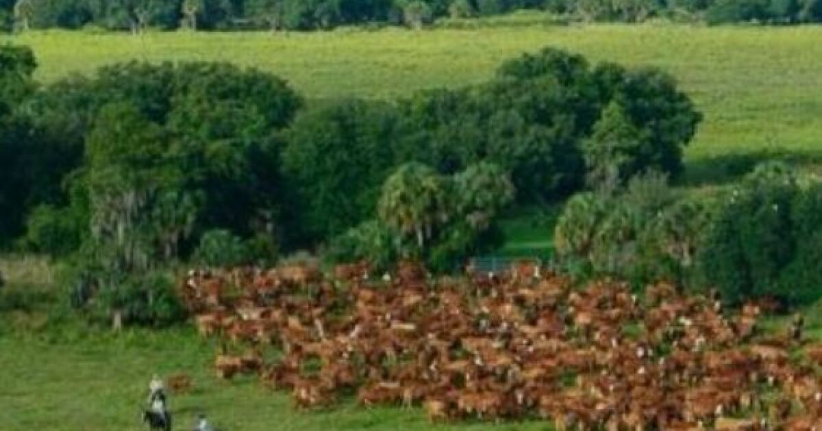 Statefunded rural land program draws more than 180 applicants WGCU