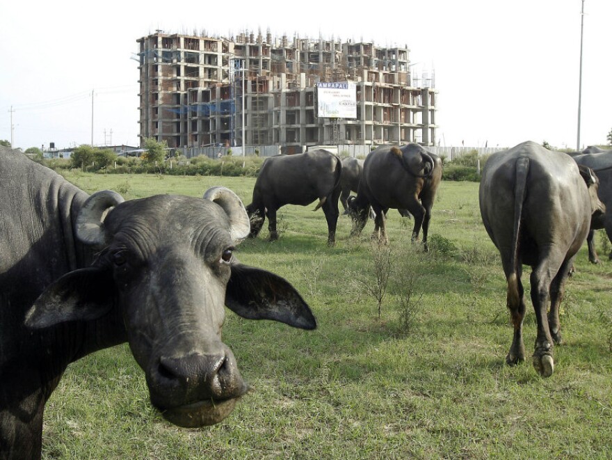 Buffalo graze in the backdrop of apartments under construction in Greater Noida, Aug. 3, 2011. While farmers seek fair compensation for their land, many worried buyers have invested their life savings in down payments on apartments that haven't been built yet.