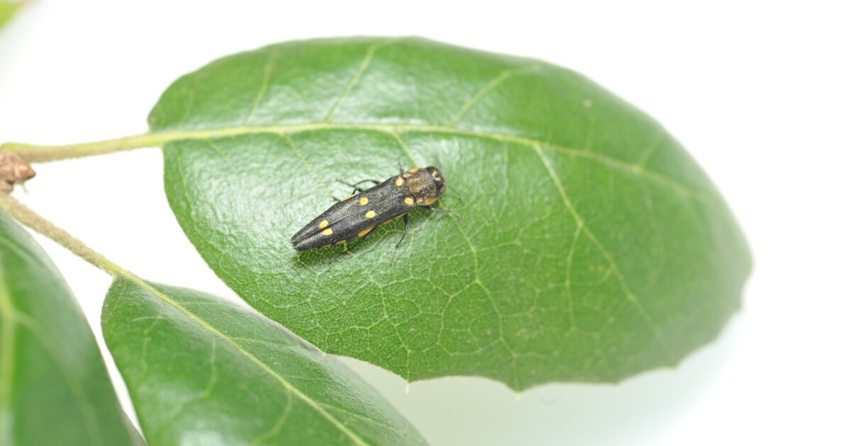 Tiny beetle damaging Southern California's oak tree population pushes into Ventura County