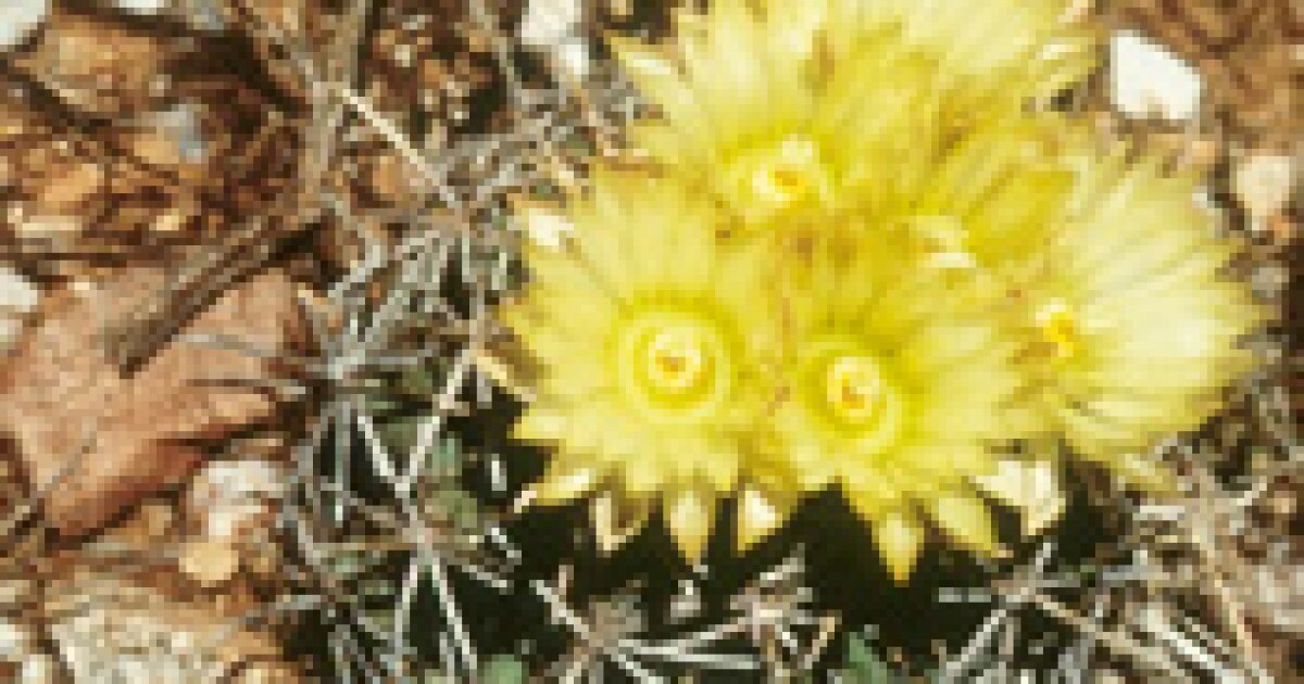 Recovery Plan Released For Endangered Pima Pineapple Cactus
