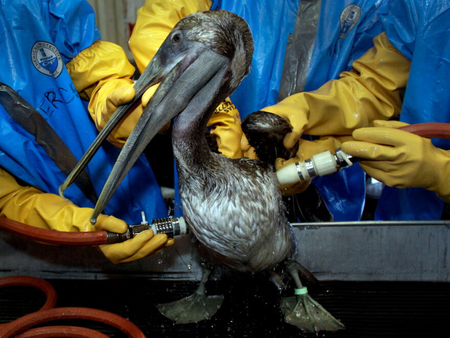 Rescuers clean a brown pelican Saturday at the Fort Jackson Wildlife Rehabilitation Center at Buras, La.