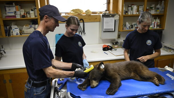 A small black bear lies on a table surrounded by people wearing latex gloves.