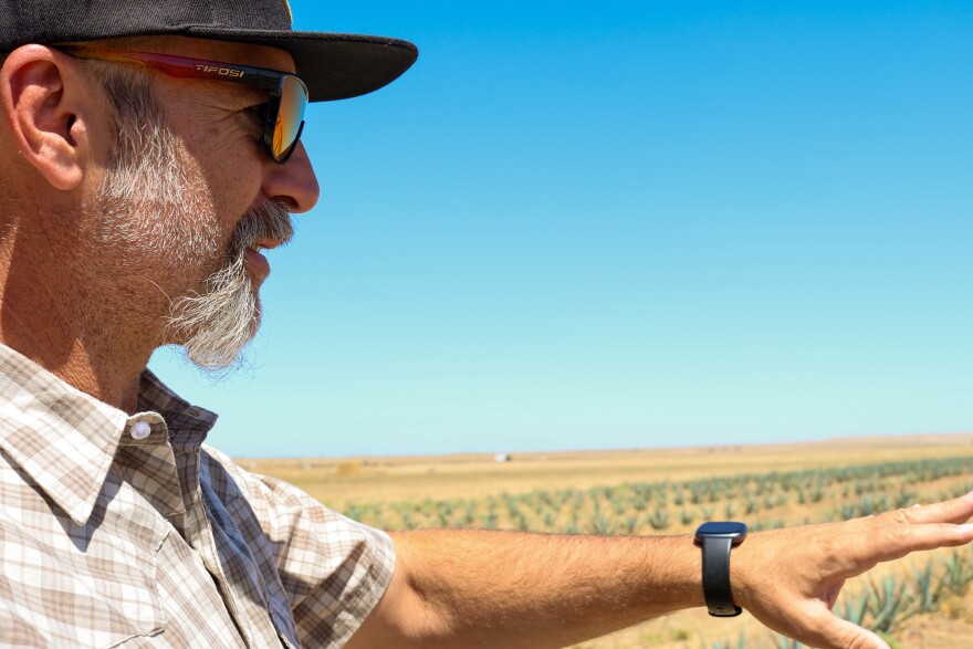 Merced farmer James Hunt looks out at his 14 acre plot of agave plants.