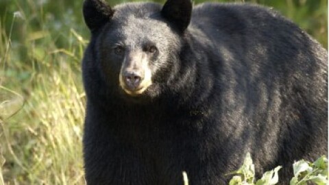 A black bear in a field