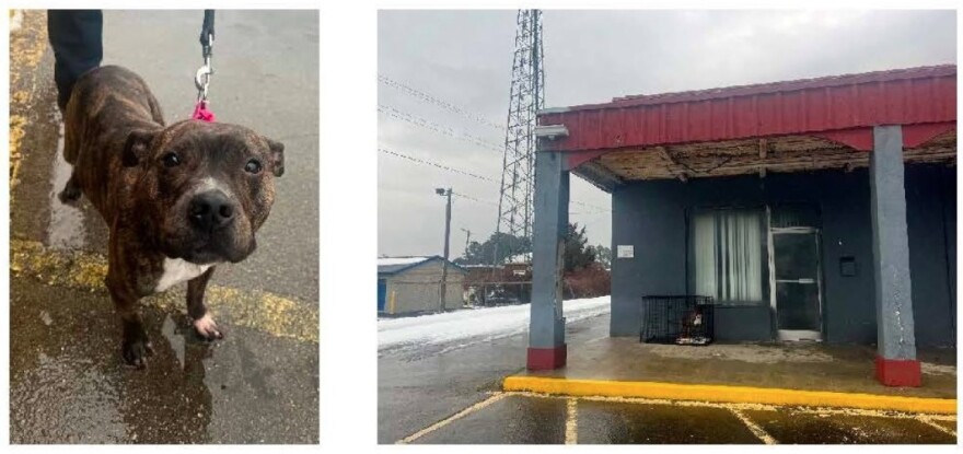 The Havelock Police Department is investigating after a dog was found abandoned in a crate during last week's freezing weather.