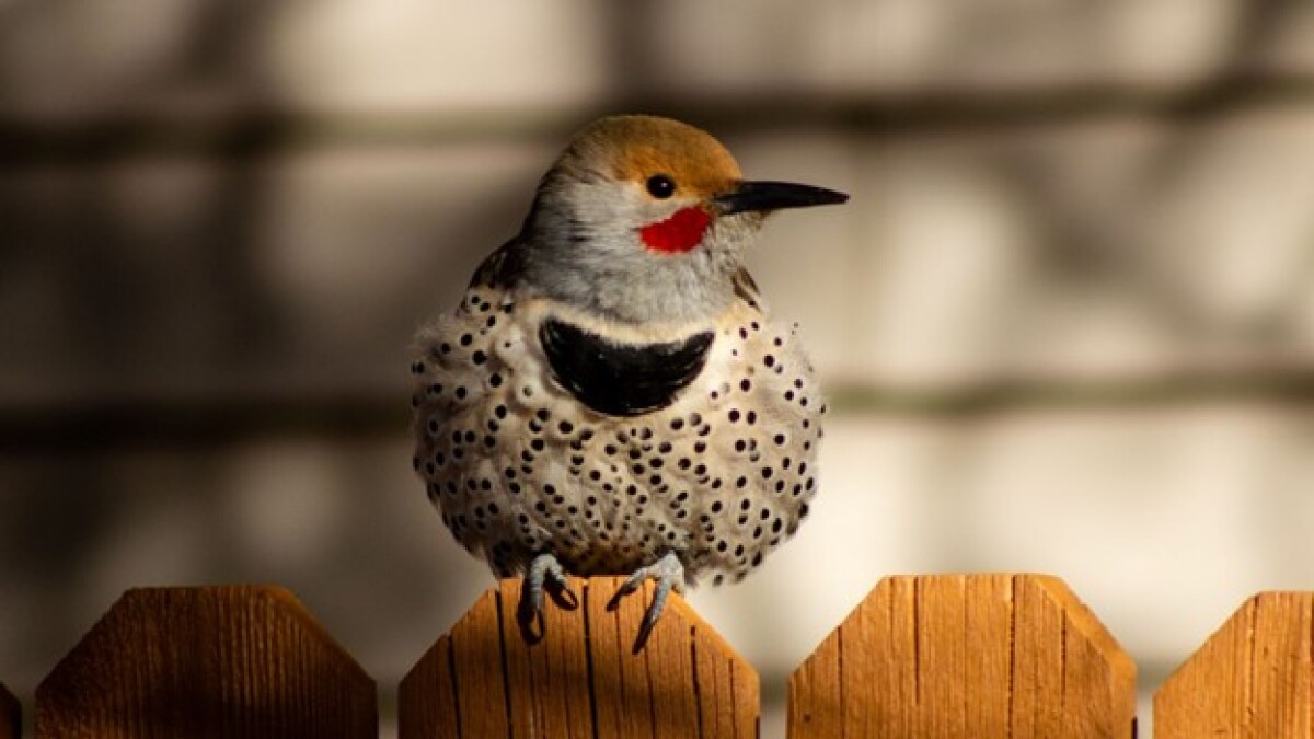 Earth Notes: Northern Red-Shafted Flickers