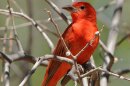  A new study of migratory birds found some species that journey long distances to northern breeding grounds, including the summer tanager, may struggle to keep up with the earlier arrival of spring driven by climate change.
