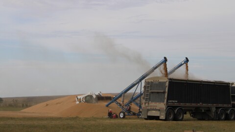 Grain piled on the ground is loaded onto transport trucks on a farm near Gildford, MT on Sept. 12, 2025. Farmer Justin Miller says he piled grain on his property for the first time in 30 years, due to a poor harvest and low wheat prices.