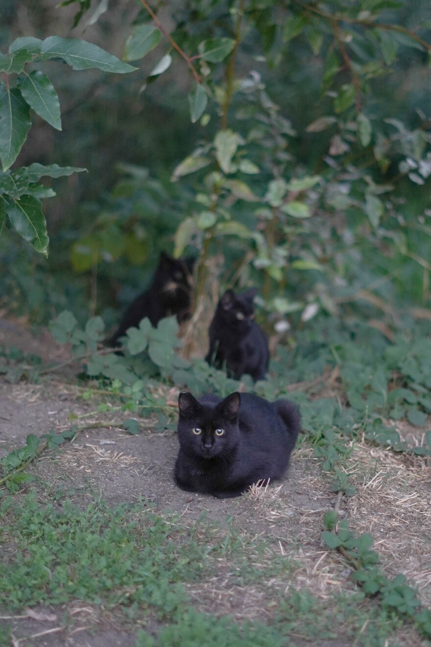 Three black cats sit near a tree on grass.