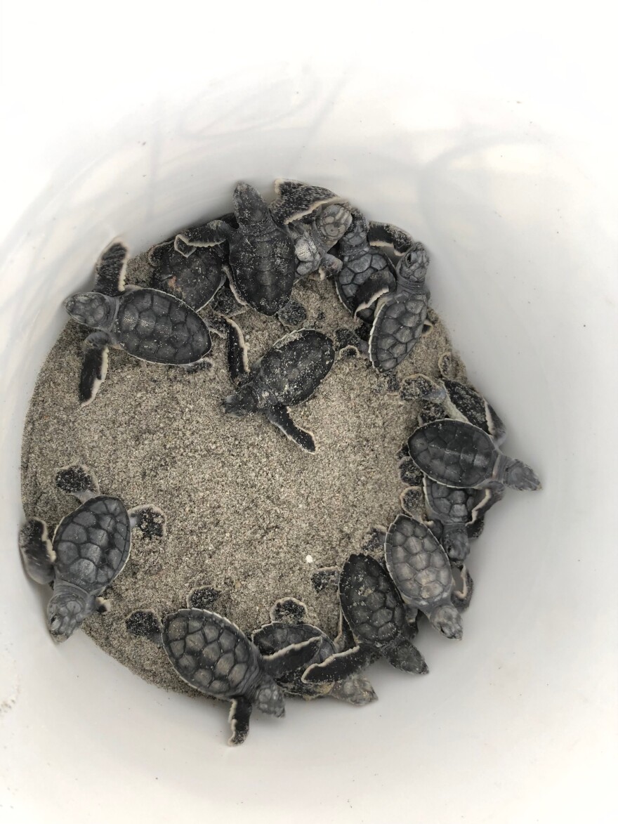 Once excavated from the nest, the baby sea turtles are placed in a bucket for release later that night.