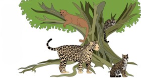 Illustration of the apex cats in the rainforest