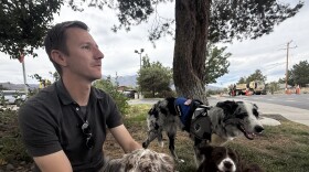 A man sitting under a tree with his three border collies resting or standing by his side.