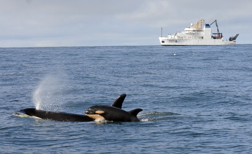 In this photo taken in February 2015 by NOAA Fisheries, newborn orca calf L-121 swims with its mother, L-94, off Westport, with the NOAA research ship Bell M. Shimada in the background. Young orcas often do not survive past their first year of life.