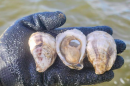 Oysters from Bayou Rosa Oyster Farm