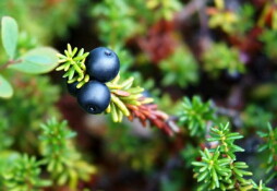 Crow Berries
