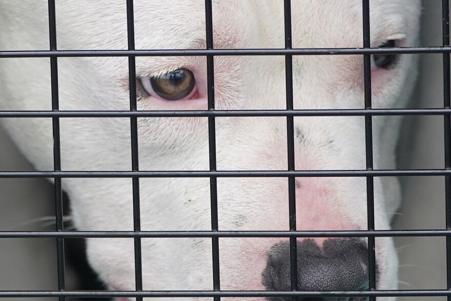 A shelter dog looks out from a crate after having been unloaded from a cargo plane, Tuesday, April 20, 2021, in Fort Lauderdale, Fla. 