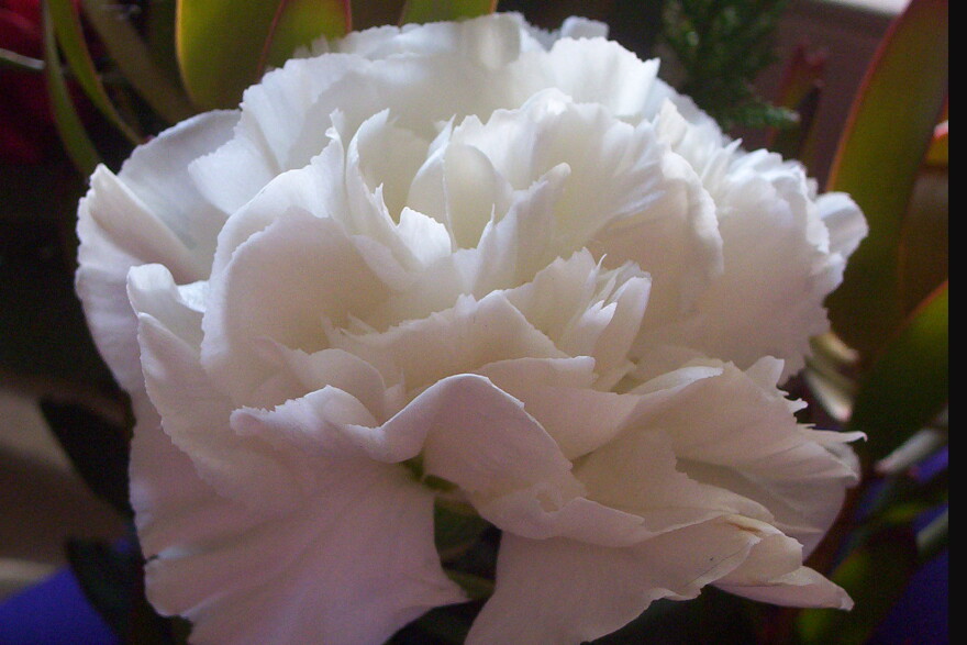 According to the Farmers' Almanac, carnations are the traditional flower symbolizing motherhood. White carnations symbolize pure and unconditional love.