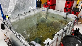 Park City High School students Tessa Wilkens, Rylan Betker, Miles Hunter and Henry Sergent created an aquaponics system for the state Technology Student Association competition. It involves creating a sustainable, soil-free method where fish and growing plants live in one recirculating system.