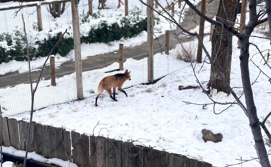 A maned wolf is walking next to a fence. There is several inches of snow on the ground. The picture is taken from a viewing spot above the enclosure. It looks like a tall lanky fox with an orange coat and thin black legs. 