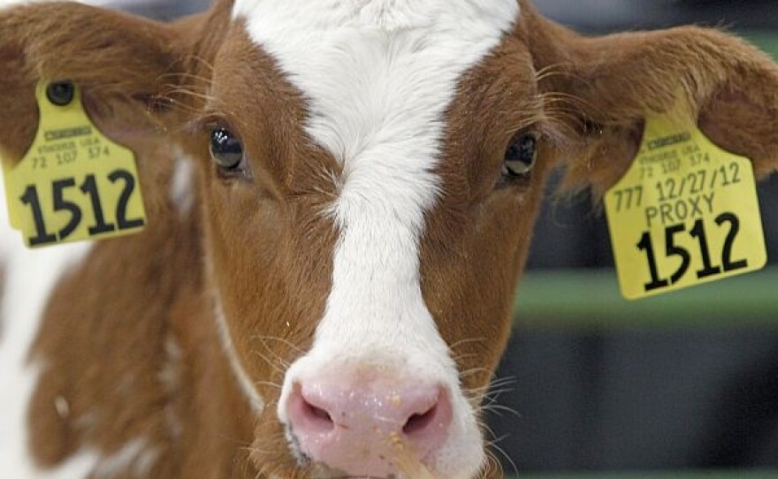 A month-old red Holstein looks up from its enclosure at the 81st annual Vermont Farm Show in January in Essex Junction.