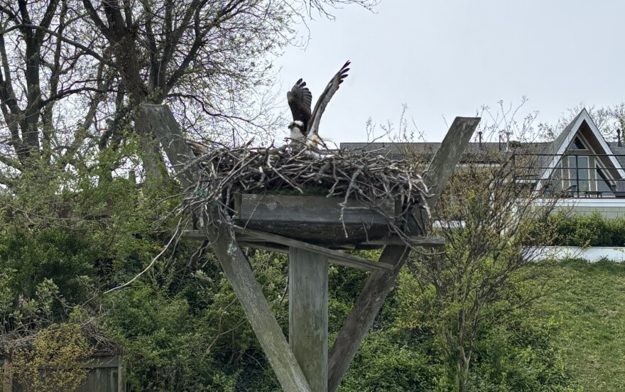 An osprey on a nest in the Lynnhaven River on April 7, 2026.