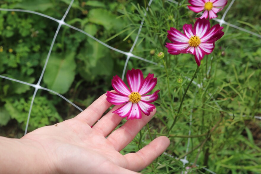 One of flowers grown at Fika Acres Farms in cosmos. Fika Acres Farms is a cut flower farm in Nicholasville and is a part of a growing agricultural industry.