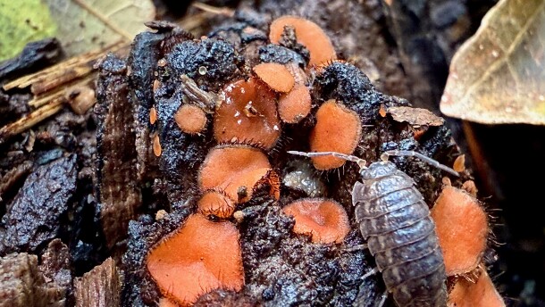 A brown, segmented pill bug crawls among orange eyelash cup fungi near Marine on St. Croix on Sept. 2, 2025.