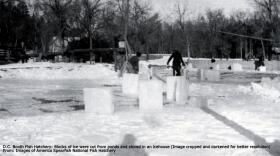 Archival Image - D.C. Booth Fish Hatchery: Blocks of ice are cut from the pond and stored in an icehouse.