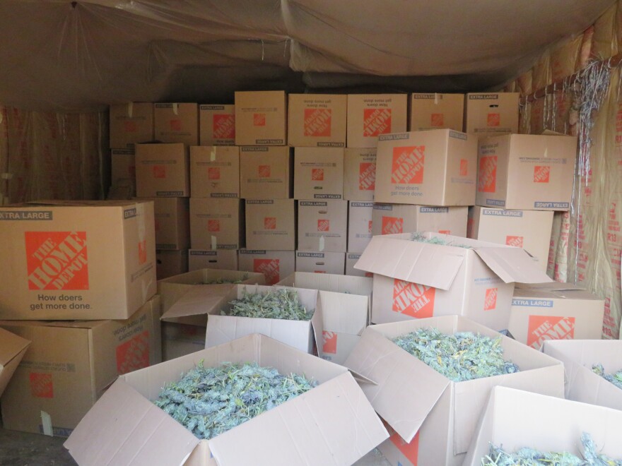 Processed cannabis is packed into moving boxes for shipment. The Josephine Marijuana Enforcement Team reported finding 90,000 pounds of processed cannabis during searches of four properties in rural Southern Oregon in August 2022.