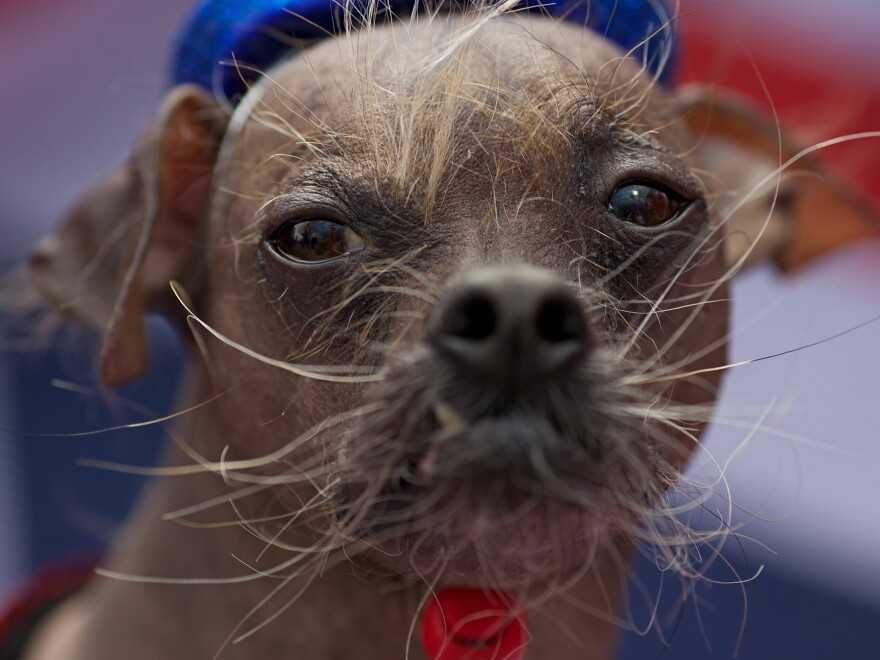 We think Mugly, an 8-year-old Chinese crested, should have been a contender!