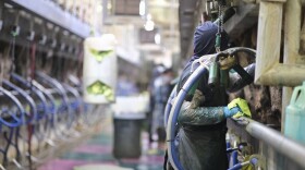 A worker attaches a milking unit to a line of cows at a dairy farm in western Kansas.