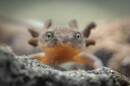 A Mazama newt photographed in Crater Lake National Park, Oregon.