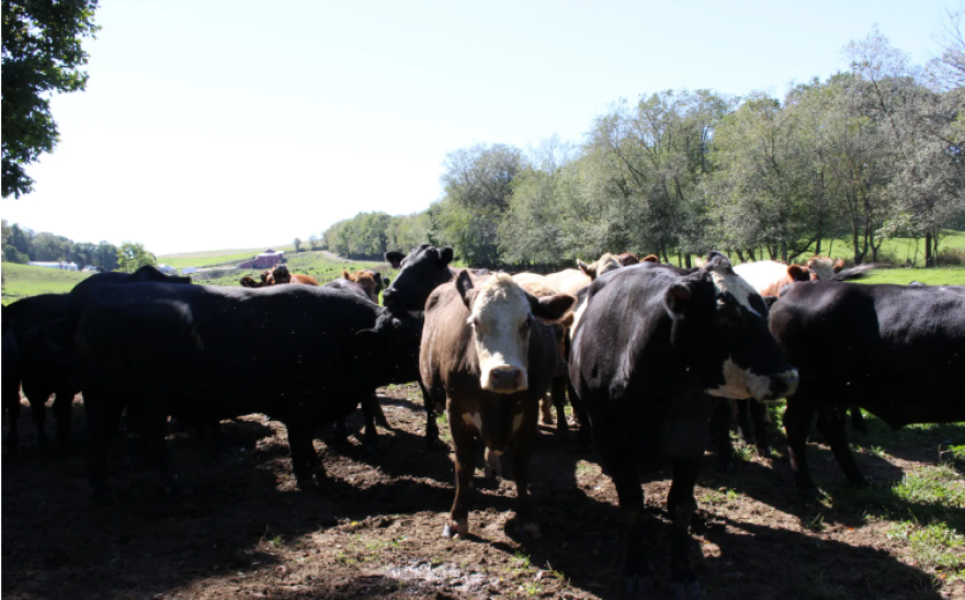 Cattle farmers are concerned about Trump's new beef imports.