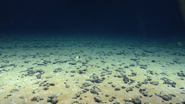 Phosphorite modules on the seafloor, documented during the 2019 Southeastern U.S. Deep-sea Exploration mission.