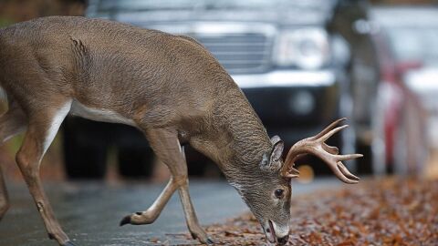 A white-tailed deer munching on leaves on a road side as cars approach.