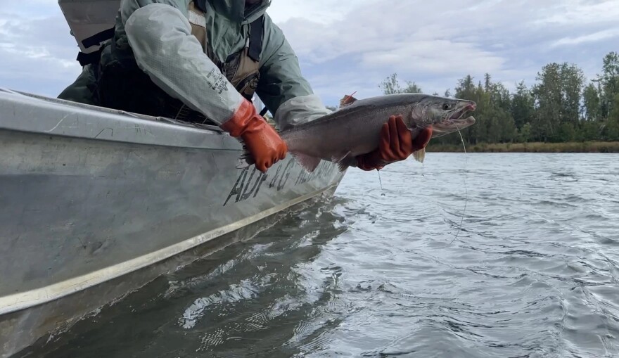 Radio tags for a multi-year coho salmon monitoring project are inserted into the stomach through the mouth, with an antenna that sticks out.