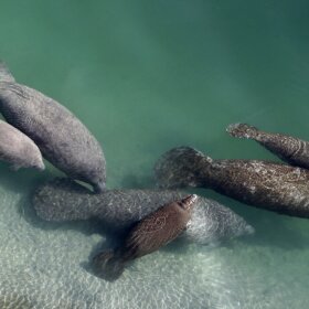 Manatees swimming in the water