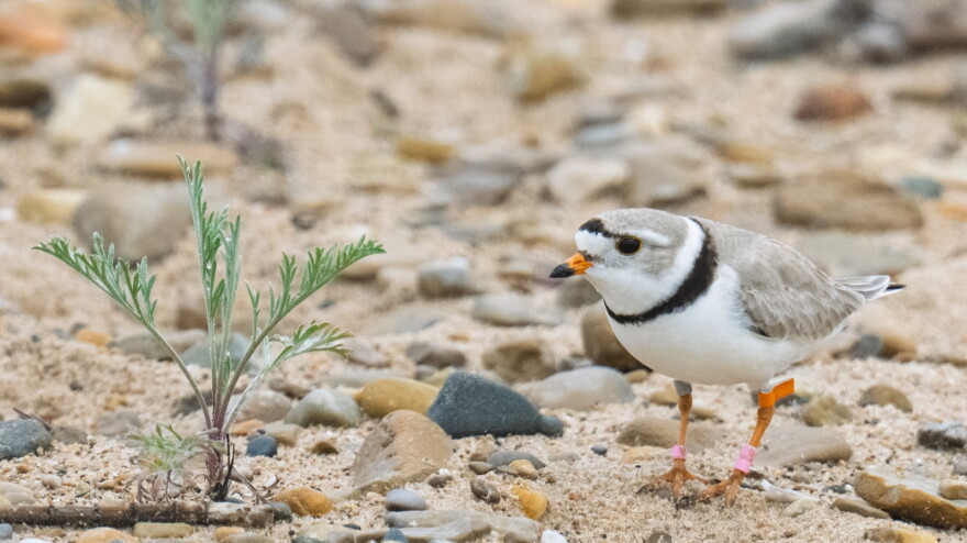 A Great Lakes piping plover in Michigan. (Courtesy of John Doskoch/U.S. Fish and Wildlife Service)