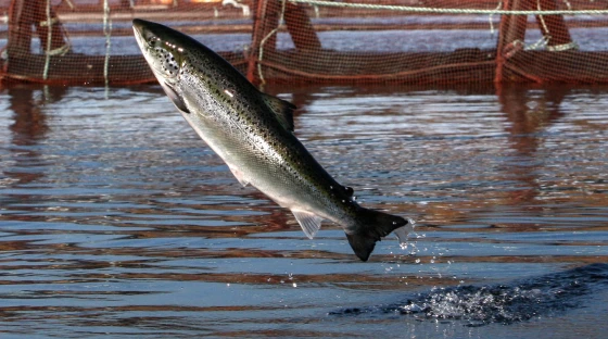 Washington has eight Atlantic salmon net pens. There are two types: commercial net pens for raising Atlantic salmon and enhancement net pens for wild salmon that will eventually be released.