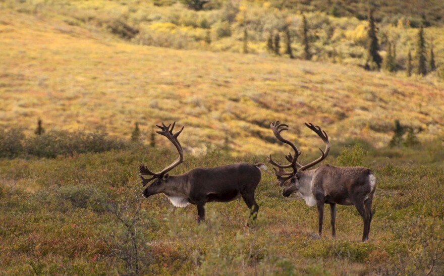 Caribou have the longest land migration of any animal, over 800 miles a year.