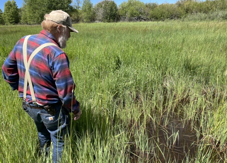 A man stands in waist-high grass near a small pond.