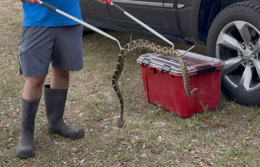Cory Woliver uses a snake hook to handle an eastern diamondback rattlesnake during a demonstration at Jonesville Park on April 2, 2026. (Candy Fontana Verde/WUFT News)