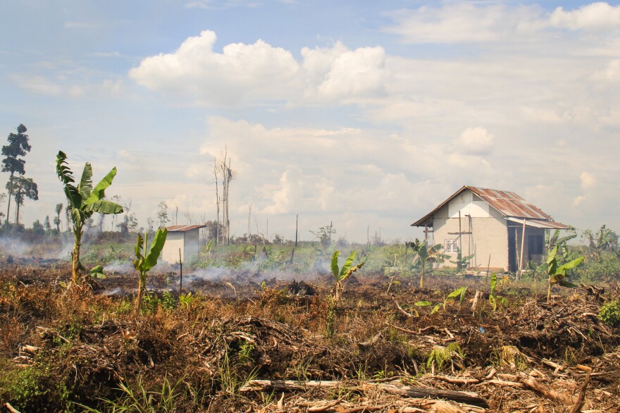 Smoke rises from smoldering fires on peat land in the village of Punggur Kecil, West Kalimantan Province. Despite being illegal, clearing peat land by fire remains widespread in Indonesia, as it is the cheapest way to clear land for agriculture and industry.