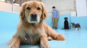 Dogs are cared for at the dog day care 'Biscuits & Bath' in New York City. Biscuits & Bath, is a Manhattan chain, and they had kept some sites open at the beginning of the health crisis. But at the end of March, it decided to temporarily close all its centers and lay off most of its employees.