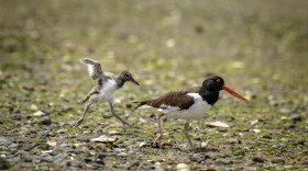 A young American Oystercatcher hops along pebbles, sand and shells at the water’s edge to keep up with an adult at a beach in Connecticut. 